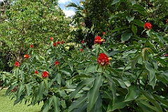 0205 Cairns Botanic Gardens